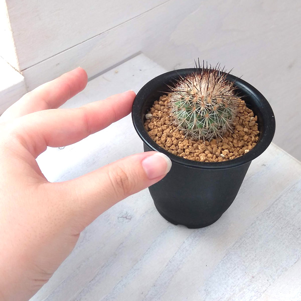 園芸ネット本店｜サボテン：ギムノカクタス ベグイニーv.サカテカス