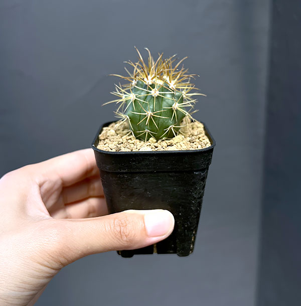サボテン：フェロカクタス 金冠竜 2.5号鉢植え の通販 | 園芸ネット