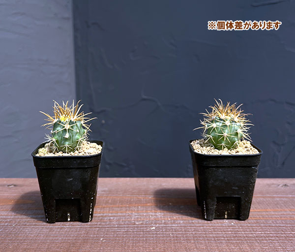 サボテン：フェロカクタス 金冠竜 2.5号鉢植え の通販 | 園芸ネット