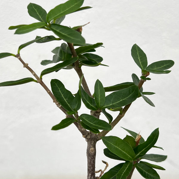 フォッケア・エデュリス 火星人　3.5号