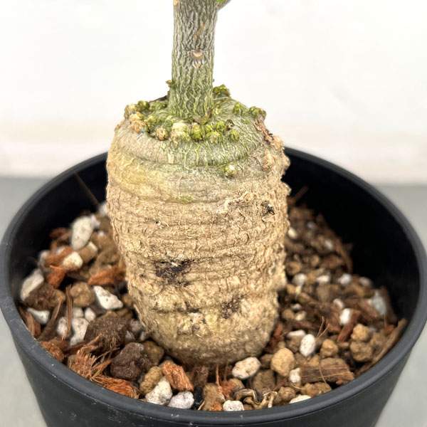 フォッケア・エデュリス 火星人　3.5号