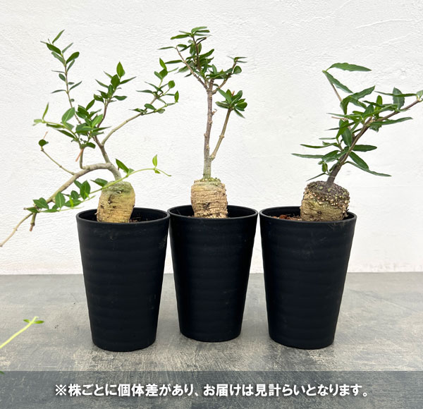 フォッケア・エデュリス 火星人　3.5号