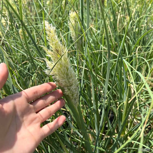 (わけあり特価)パンパスグラス:タイニーパンパス5号ポット