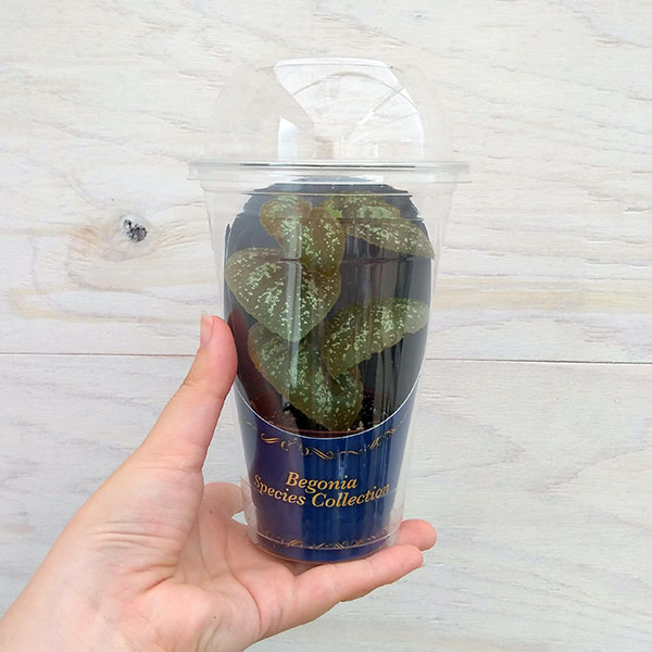 園芸ネット本店｜ベゴニア原種：U168 3.5号プラカップ入り の通販【公式】