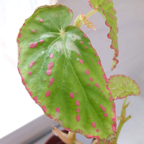 原種ベゴニア　アンボディフォラヘンシス 原種ベゴニア アンボディフォラヘンシス 原種ベゴニア アンボディ