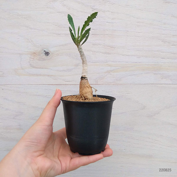 ユーフォルビア：カプサインテマリエンシス　2.5号鉢植え