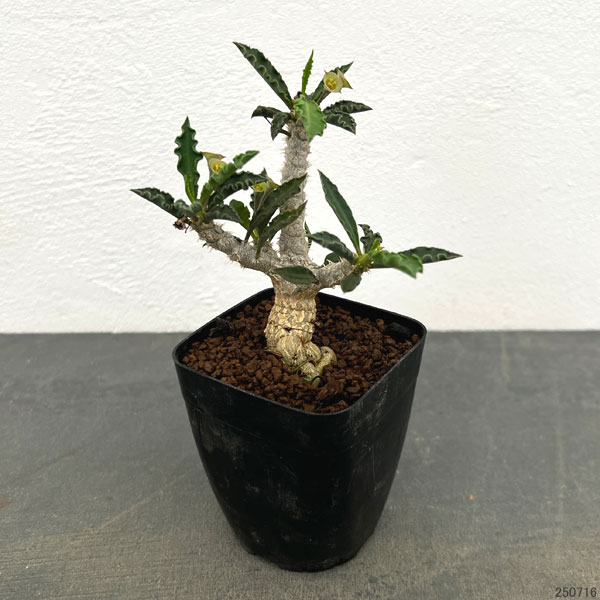 ユーフォルビア：カプサインテマリエンシス　2.5号鉢植え
