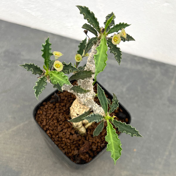ユーフォルビア：カプサインテマリエンシス　2.5号鉢植え