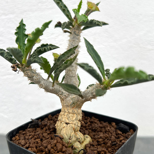 ユーフォルビア：カプサインテマリエンシス　2.5号鉢植え