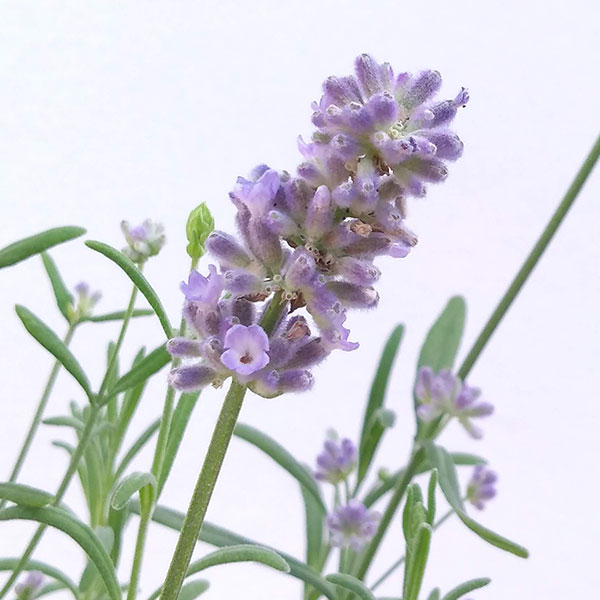 ラベンダー：ブリティッシュレイラブルー3号ポット