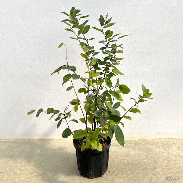 シロバナマンサク（フォサギラ）：ブルーミスト6号ポット