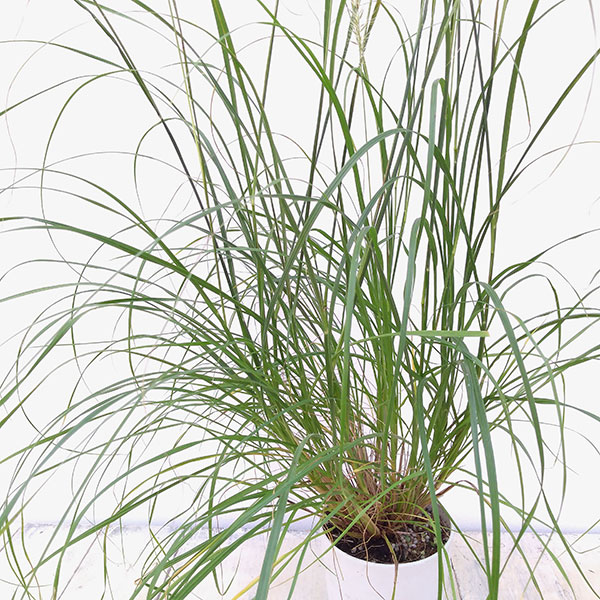 ペンニセツム(ファウンテングラス):ハーメルン4号鉢植え