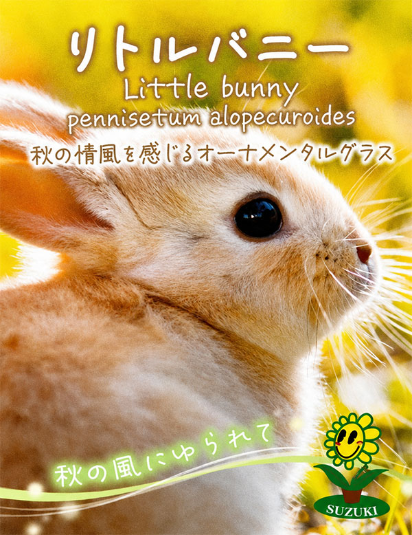ペンニセツム(ファウンテングラス):リトルバニーゴールド4号鉢植え