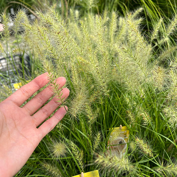 ペンニセツム(ファウンテングラス):リトルバニーゴールド4号鉢植え