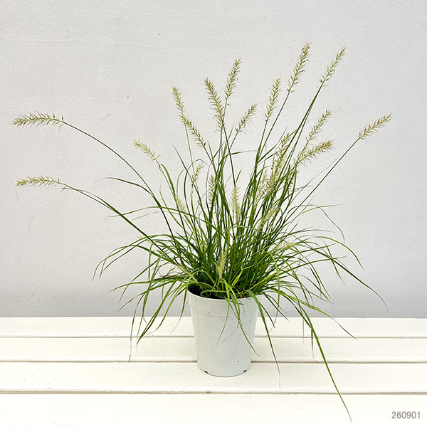 ペンニセツム(ファウンテングラス):リトルバニーゴールド4号鉢植え