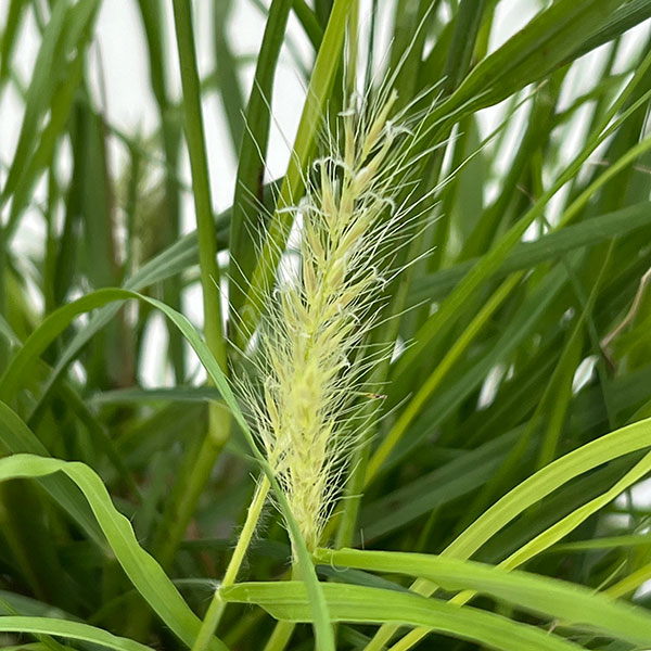 ペンニセツム(ファウンテングラス):リトルバニーゴールド4号鉢植え