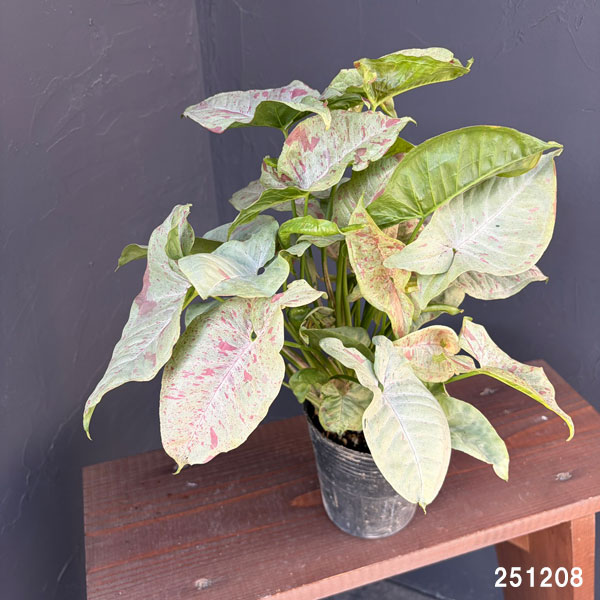 シンゴニウム：コンフェティ（ダズルカラー）  3.5号ポット