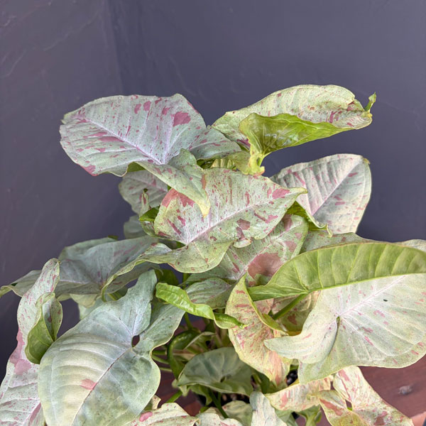 シンゴニウム：コンフェティ（ダズルカラー）  3.5号ポット