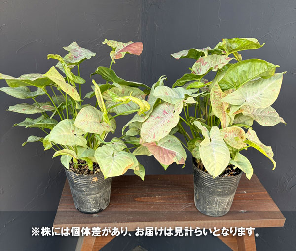 シンゴニウム：コンフェティ（ダズルカラー）  3.5号ポット