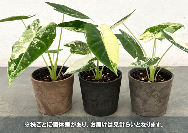 アロカシア：グリーンベルベット（斑入り）　3.5号鉢入り