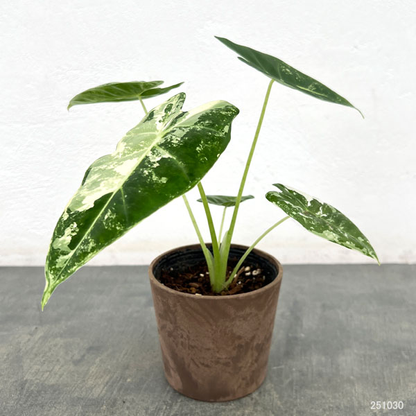 アロカシア：グリーンベルベット（斑入り）　3.5号鉢入り