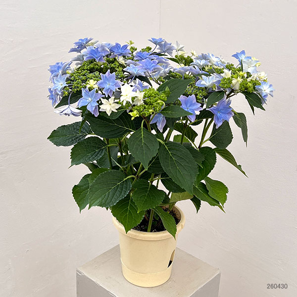 園芸ネット本店｜アジサイ：雨のち星（あめのちほし）ブルー 5号鉢植え