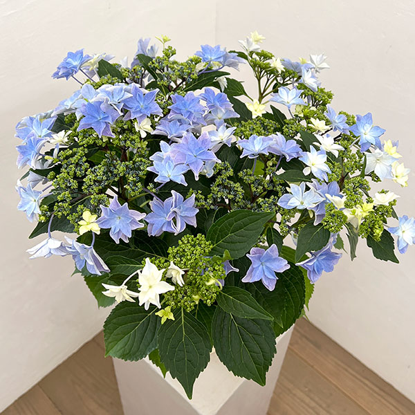 アジサイ:雨のち星(あめのちほし)ブルー 5号鉢植え*
