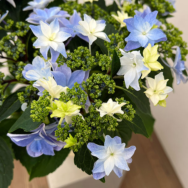 園芸ネット本店｜アジサイ：雨のち星（あめのちほし）ブルー 5号鉢植え