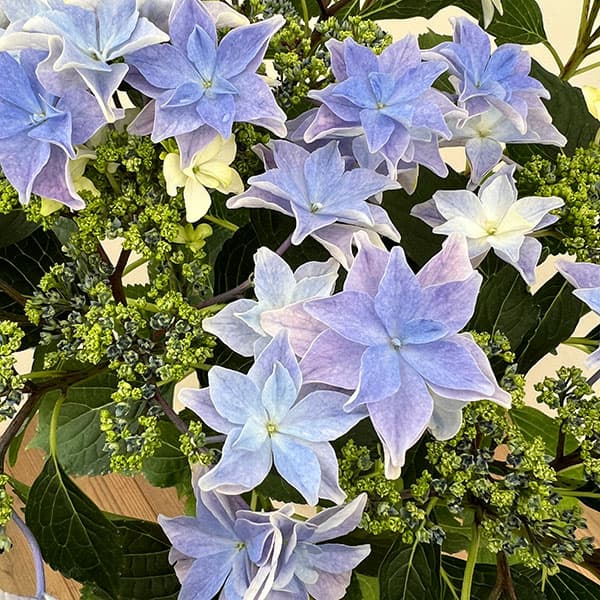 雨花ページ 園芸ネット本店｜アジサイ：雨のち星（あめのちほし）ブルー 5号鉢植え