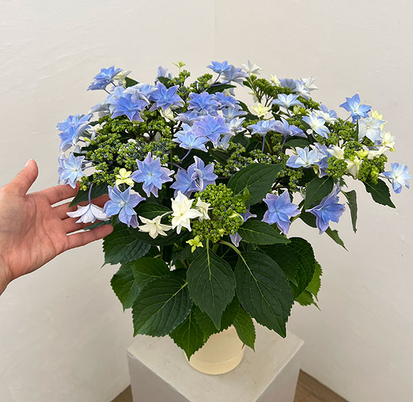 アジサイ:雨のち星(あめのちほし)ブルー 5号鉢植え*