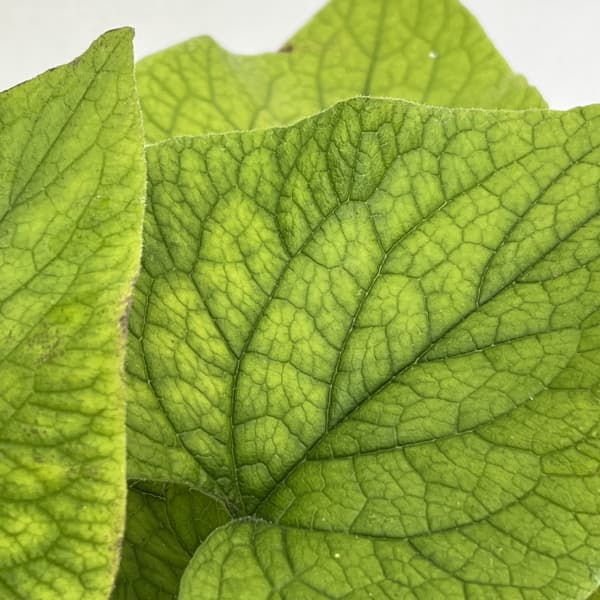 ブルンネラ：ダイアンズゴールド5号ポット