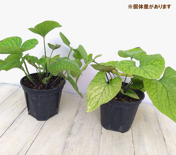 ブルンネラ:ダイアンズゴールド5号ポット