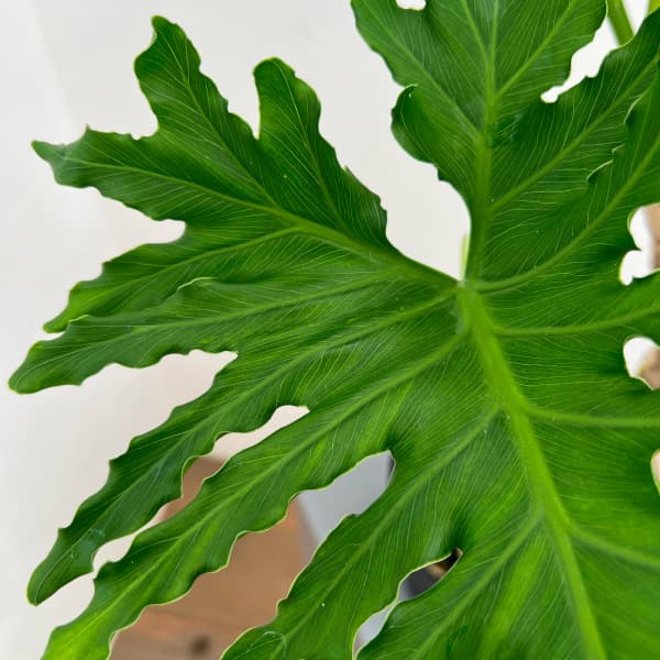 フィロデンドロン：セローム（幹立ち）6号鉢植え の通販 | 園芸