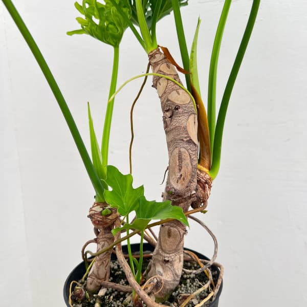 フィロデンドロン:セローム(幹立ち)6号鉢植え