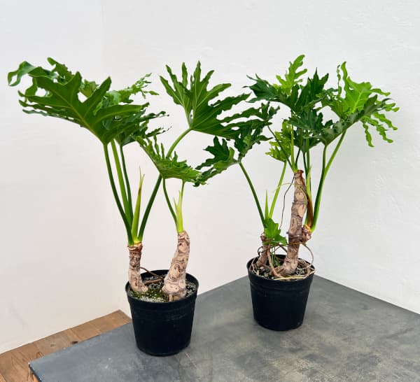 フィロデンドロン:セローム(幹立ち)6号鉢植え