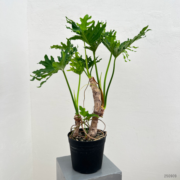 フィロデンドロン:セローム(幹立ち)6号鉢植え