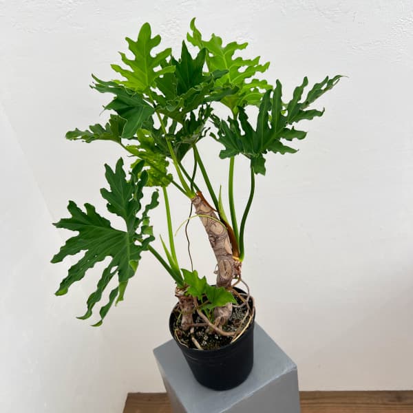 フィロデンドロン:セローム(幹立ち)6号鉢植え