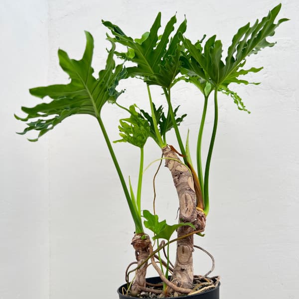 フィロデンドロン：セローム（幹立ち）6号鉢植え の通販 | 園芸