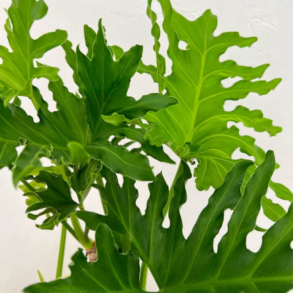 フィロデンドロン:セローム(幹立ち)6号鉢植え