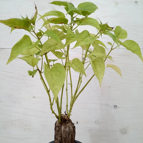 園芸ネット本店｜フィランサス：ミラビリス ジャラバ 3号 の通販【公式】