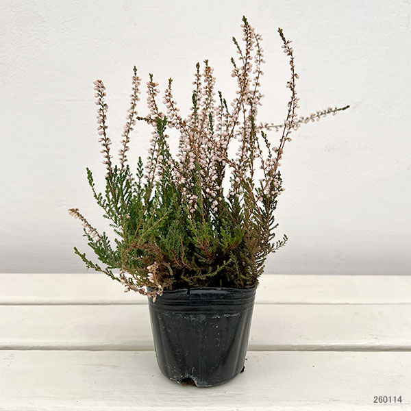 カルーナ：ピンク（ジーナ）3号ポット