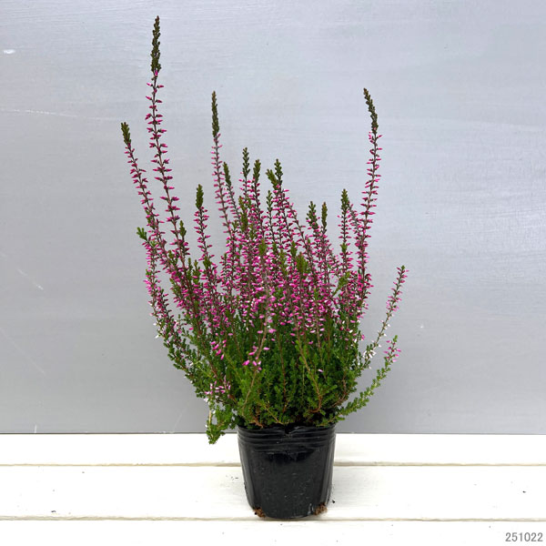 カルーナ:パープル(アメジスト)3号ポット