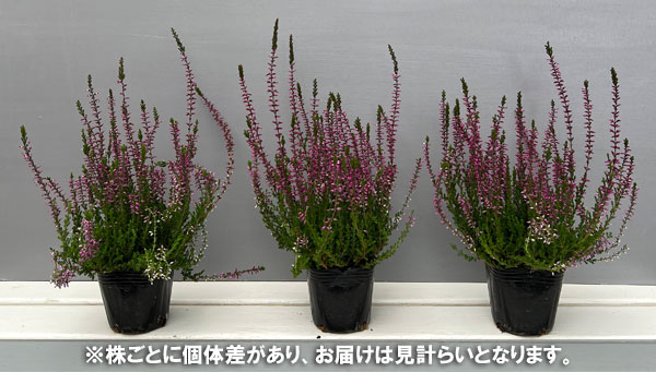 カルーナ:パープル(アメジスト)3号ポット