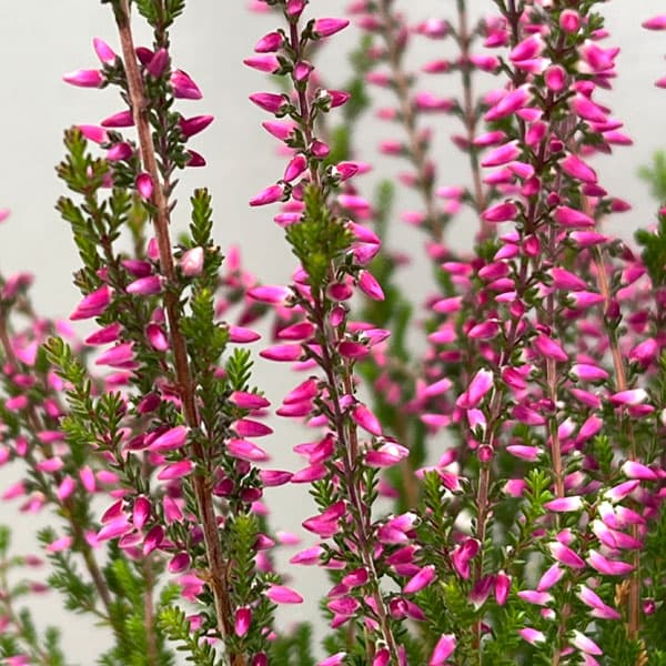 カルーナ:パープル(アメジスト)3号ポット