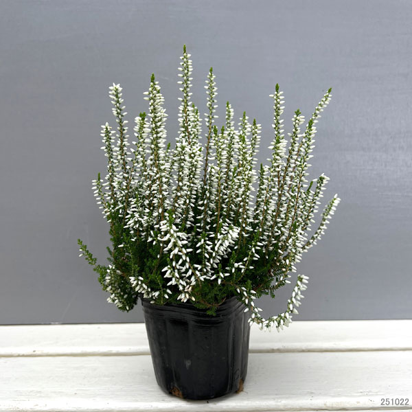 カルーナ:ホワイト(アリシア)3号ポット