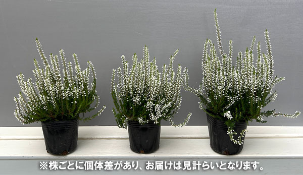 カルーナ:ホワイト(アリシア)3号ポット