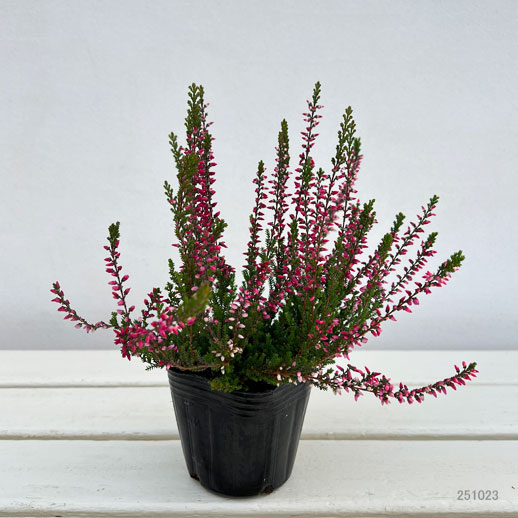 （わけあり特価）カルーナ：ローズ（アテネ）3号ポット