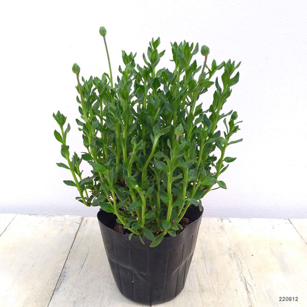 ブルーデージー：緑葉青花3.5号ポット