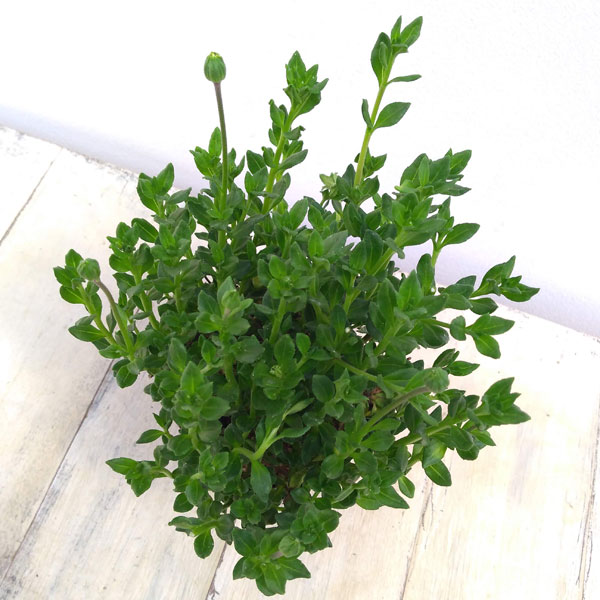 ブルーデージー：緑葉青花3.5号ポット