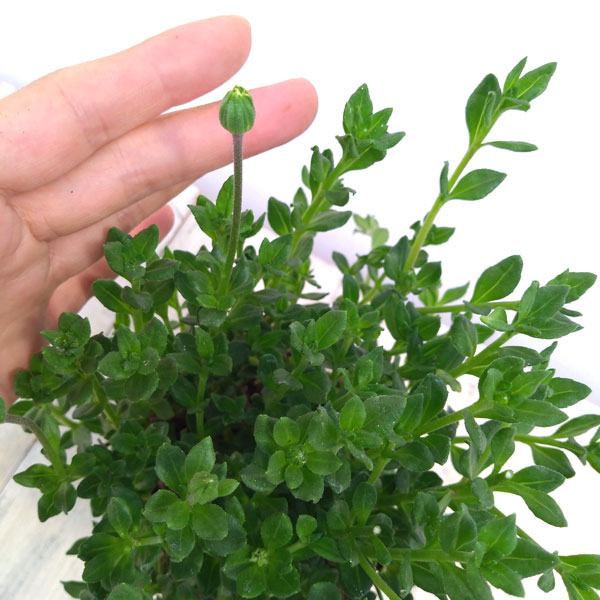 ブルーデージー：緑葉青花3.5号ポット